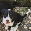 MOON, chiot femelle Croisée Jack Russel