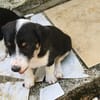 MOON, chiot femelle Croisée Jack Russel
