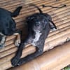 NERA, chiot femelle croisée braque