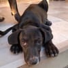NEBBIU, chiot femelle croisée braque