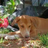 NILO, chiot Berger Créole mâle