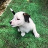 PANDA, chiot femelle Croisée Jack Russel