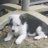 PANDA, chiot femelle Croisée Jack Russel