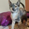 BABETH Chaton femelle type européen