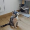BABETH Chaton femelle type européen