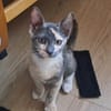 BABETH Chaton femelle type européen