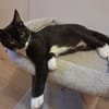 BAGHERRA, chaton femelle type européen