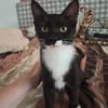 BAGHERRA, chaton femelle type européen