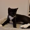 BAGHERRA, chaton femelle type européen