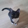 BAGHERRA, chaton femelle type européen