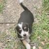 TIKUS, chiot mâle Croisé Jack Russel