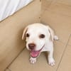 YRIS, chiot femelle croisée Bouledogue Français