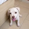 YRIS, chiot femelle croisée Bouledogue Français