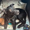BOUBA, chiot Berger Créole mâle