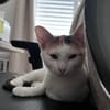 CHAT–KIRA, chaton femelle européen