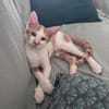 LEVI, chaton créole mâle