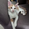 LEVI, chaton créole mâle