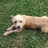 Lucie, femelle, X Terrier, née le 01/01/2023 🐶