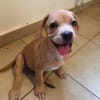 DALHYA, chiot femelle croisée Bouledogue Français