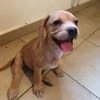 DALHYA, chiot femelle croisée Bouledogue Français