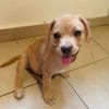 DALHYA, chiot femelle croisée Bouledogue Français