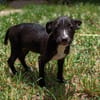 DOLBY, chiot femelle Berger Créole