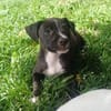 DOLBY, chiot femelle Berger Créole
