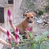 NUCCIOLA, chiot femelle croisée braque