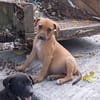 NUCCIOLA, chiot femelle croisée braque