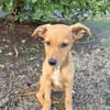 LILOU, chiot femelle Berger Créole