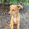 LILOU, chiot femelle Berger Créole