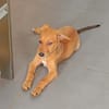 LILOU, chiot femelle Berger Créole