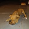 LILOU, chiot femelle Berger Créole