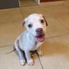 LYLAS, chiot femelle croisée Bouledogue Français