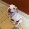 LYLAS, chiot femelle croisée Bouledogue Français