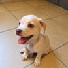 LYLAS, chiot femelle croisée Bouledogue Français