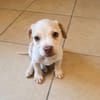 LYLAS, chiot femelle croisée Bouledogue Français