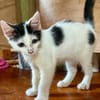ERENE, chaton femelle type européen