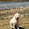 LOLA, Femelle Berger Créole