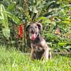 MAHE, chiot mâle Berger Créole