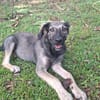 MAHE, chiot mâle Berger Créole