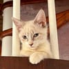 MARIE, chaton femelle type européen