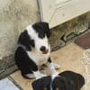 SUN, chiot femelle Croisée Jack Russel