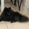 TRÉSOR, Petit Spitz mâle