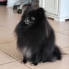 TRÉSOR, Petit Spitz mâle