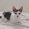 TWIX , chaton mâle type européen