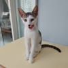 TWIX , chaton mâle type européen