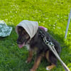 Sidney sucht liebevolle Familie...
