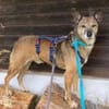 WOLF * lieber Senior wartet auf Familie