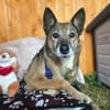 WOLF * lieber Senior wartet auf Familie